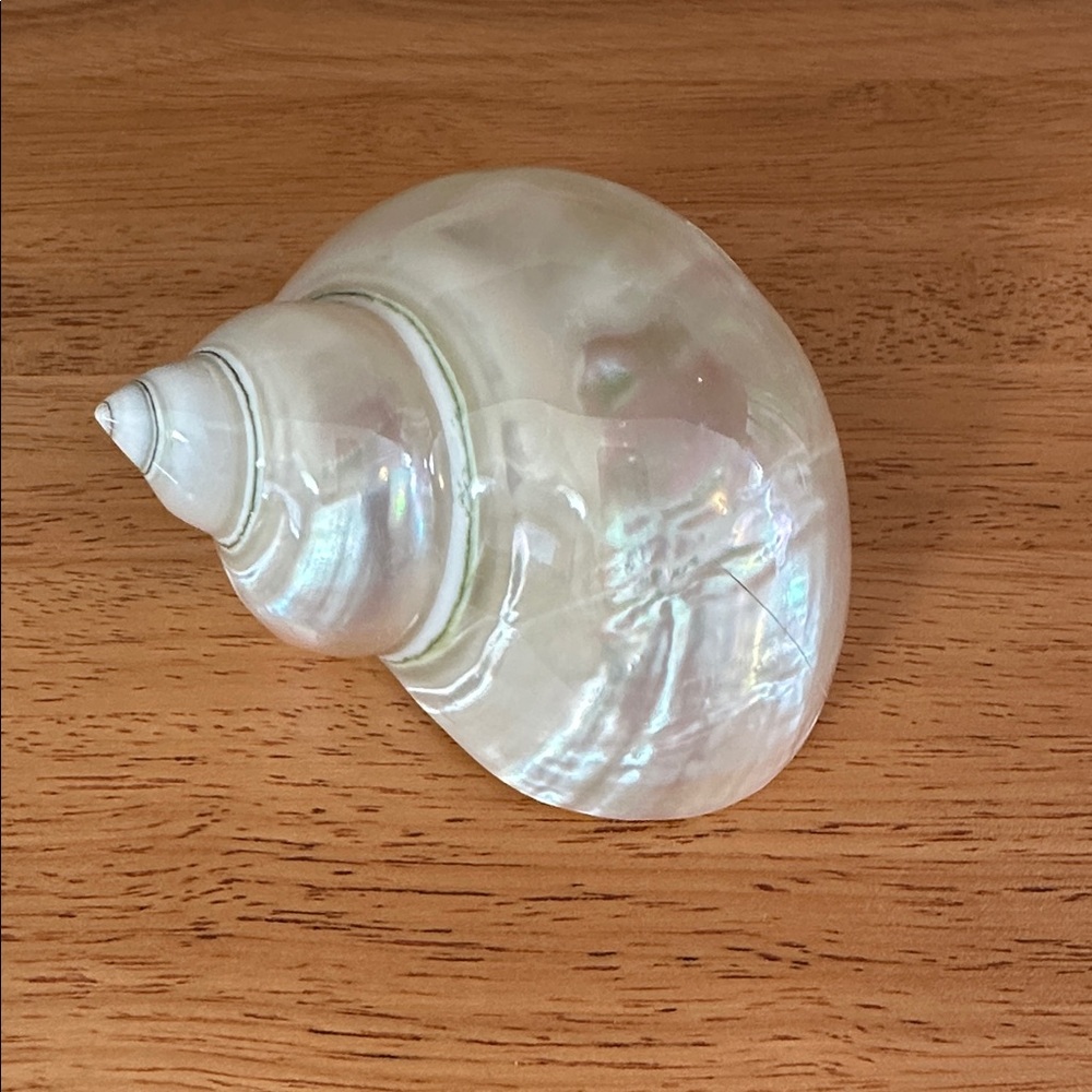Polished Mother of Pearl Turbo Shell